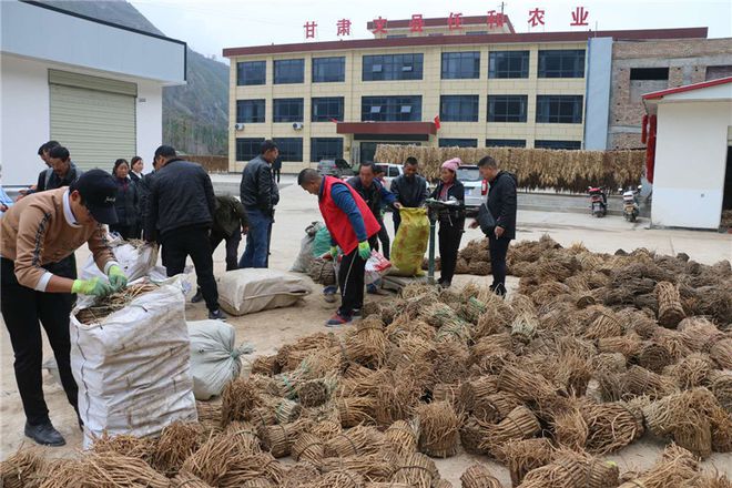 舞產(chǎn)業(yè)龍頭助脫貧攻堅(jiān)--甘肅文縣任和農(nóng)副產(chǎn)品發(fā)展剪影