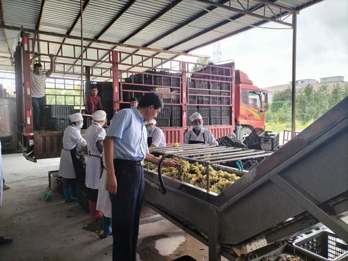 學(xué)黨史 辦實(shí)事 我校農(nóng)產(chǎn)品加工科技服務(wù)團(tuán)隊赴阿瓦提刀郎慕薩萊思公司開展科技服務(wù)