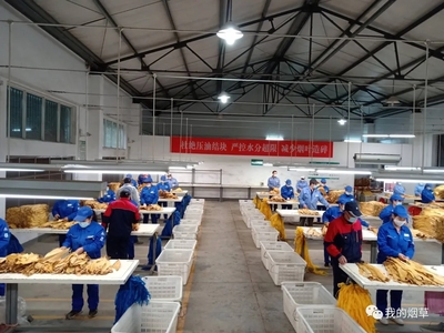 湖北竹山縣煙葉分公司切實(shí)做好煙葉收購現(xiàn)場管理